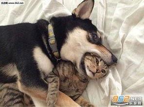 狗狗酋长爆料视频大全最新,揭秘萌宠界的神秘故事